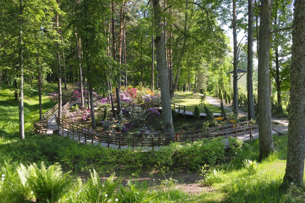 Rhododendrons In Priekuļi Sun Park