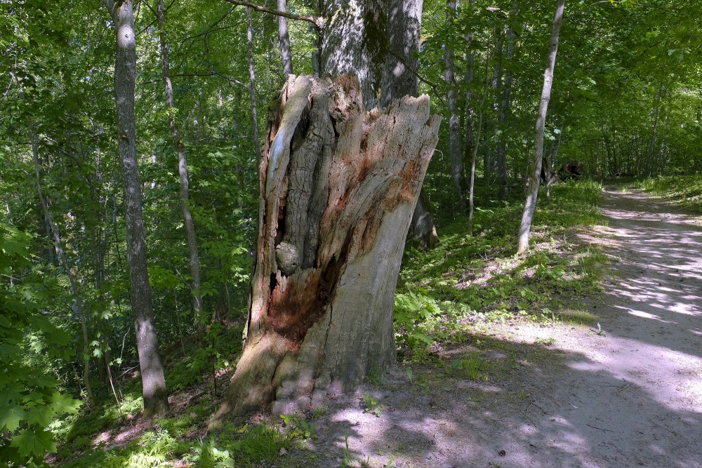Rotten Tree Stump