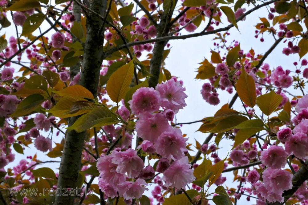 Rozā sakuras ziedi