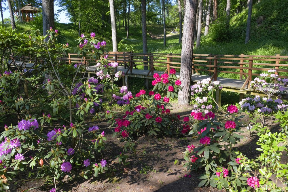 Rhododendrons In Priekuļi Sun Park