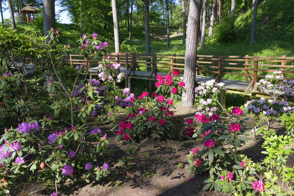 Rododendri Priekuļu Saules parkā