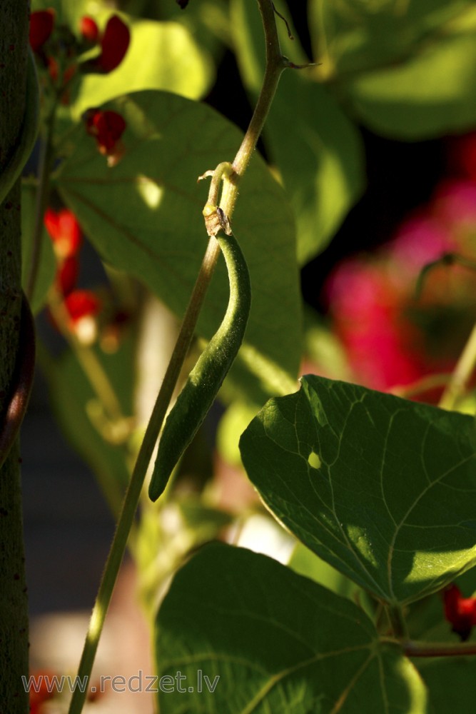 Augošas pupiņas pāksts