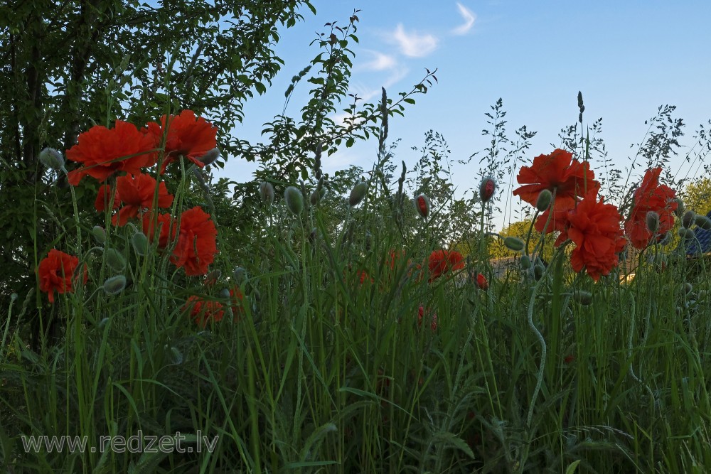 Oriental poppy