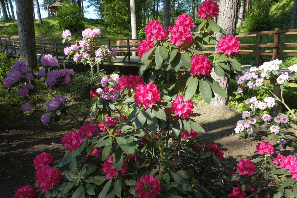 Rododendri Priekuļu Saules parkā