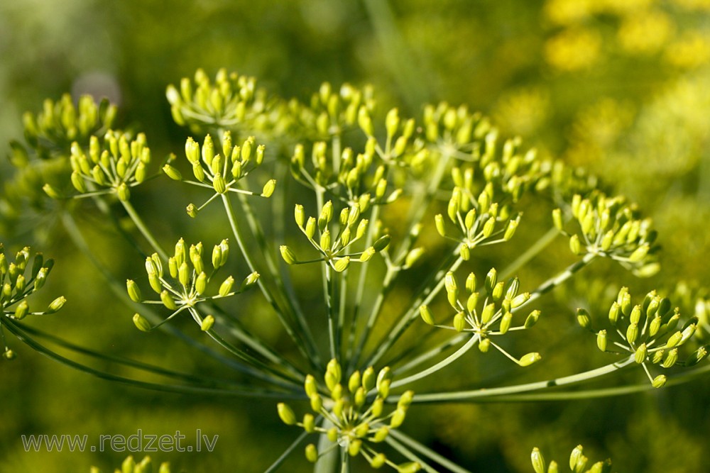 Dill