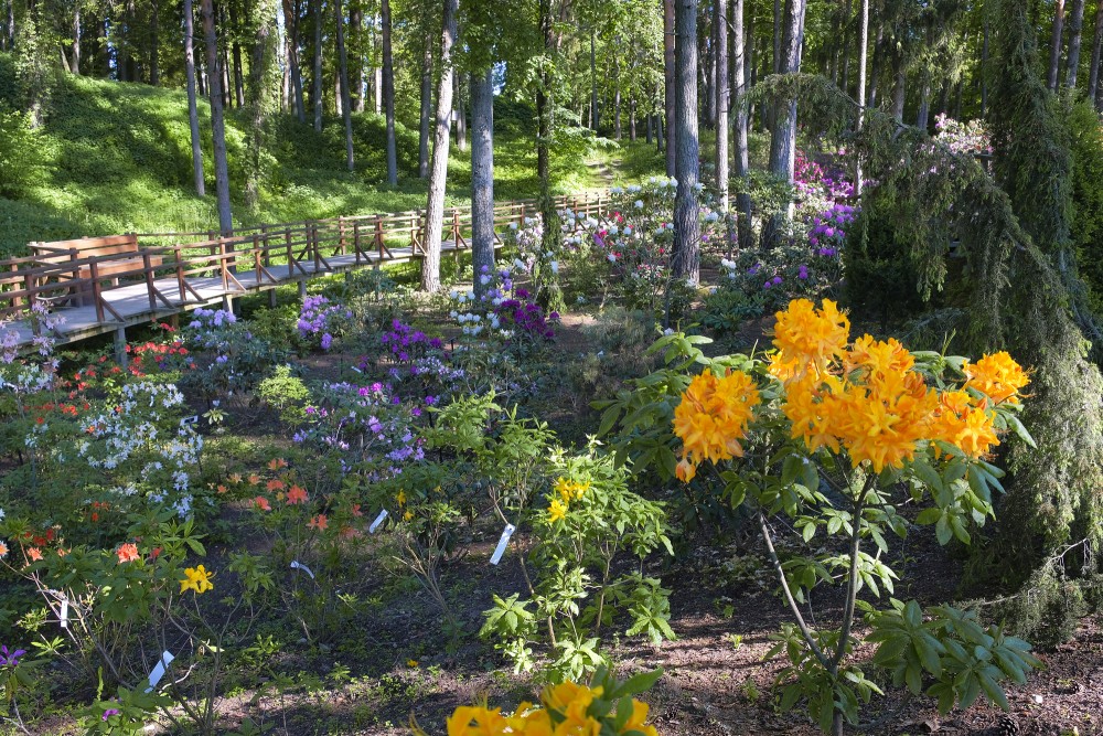 Rhododendrons In Priekuļi Sun Park
