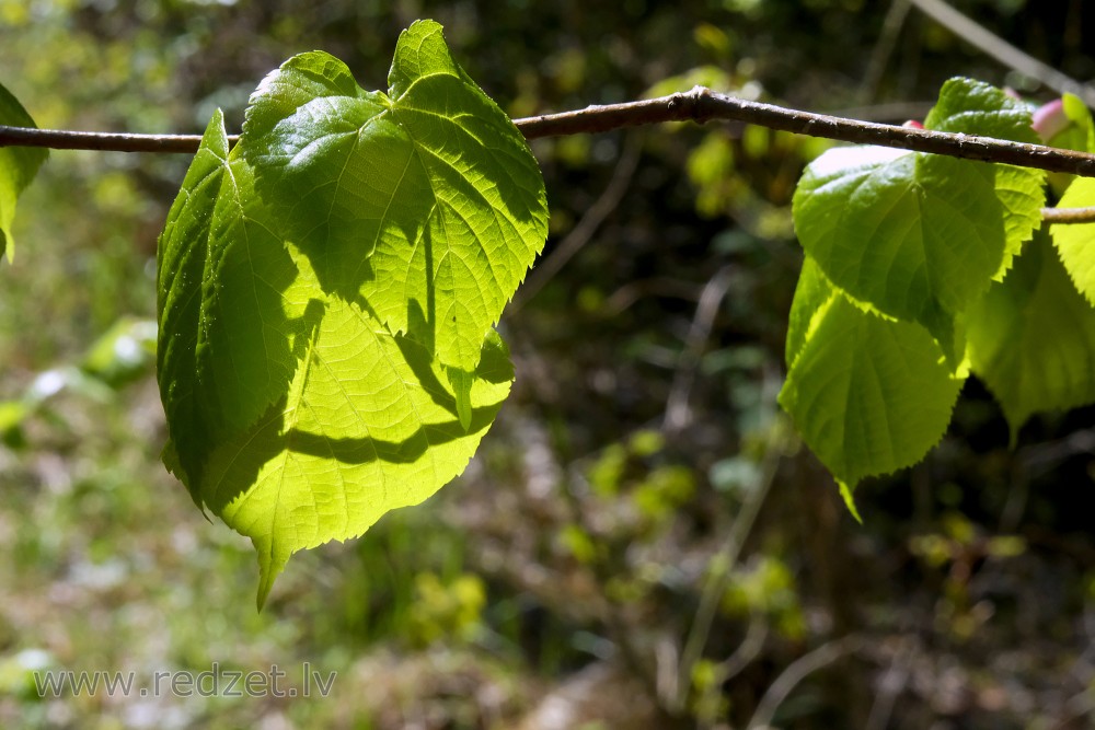 New Leaves of Linden
