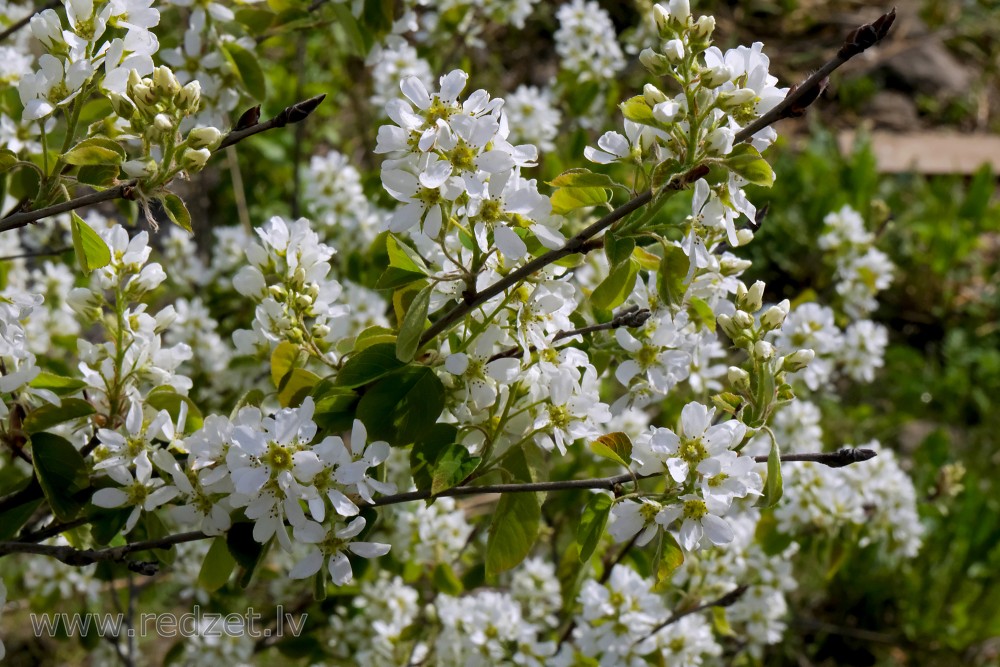 Blooming Low Juneberry or Thicket Shadbush Branch