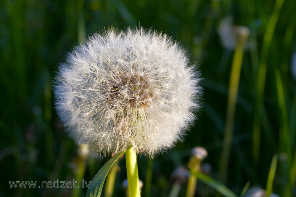 Dandelion Seeds