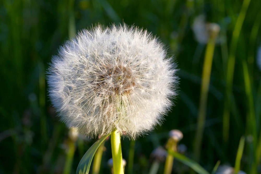 Dandelion Seeds