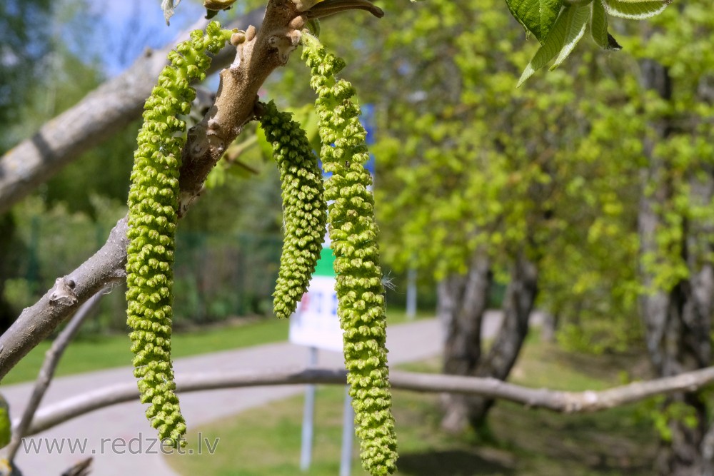 Walnut Male Flower