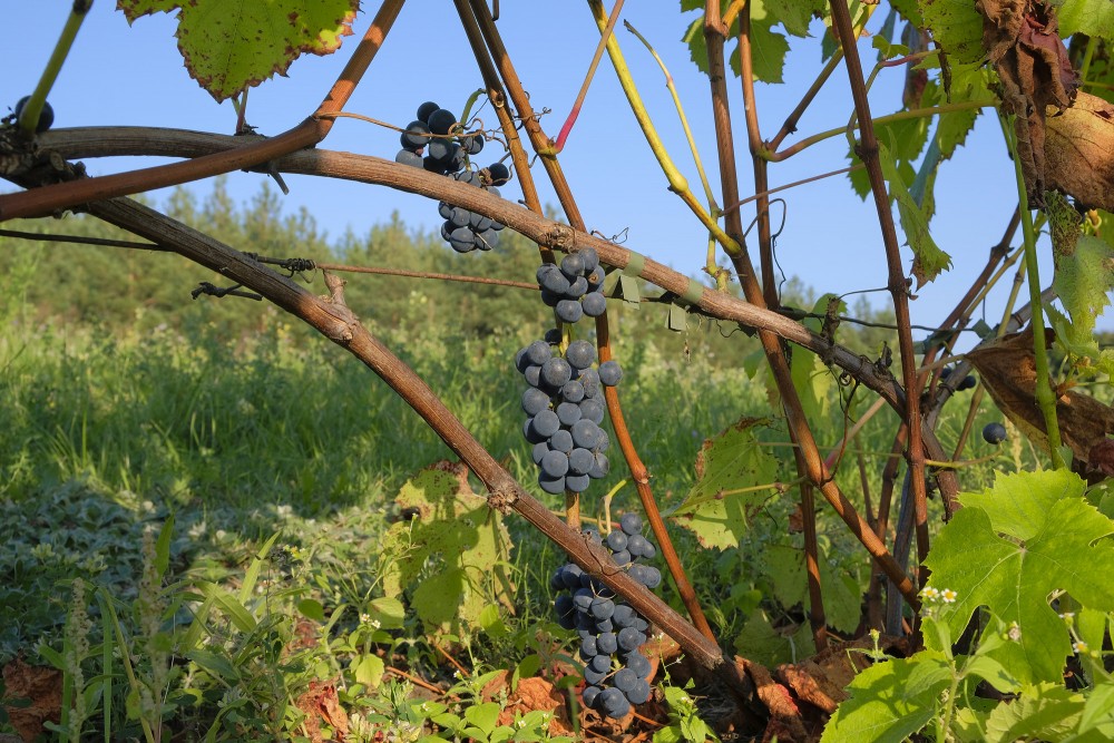 Vīnogu ķerari Vīnogu ķerari