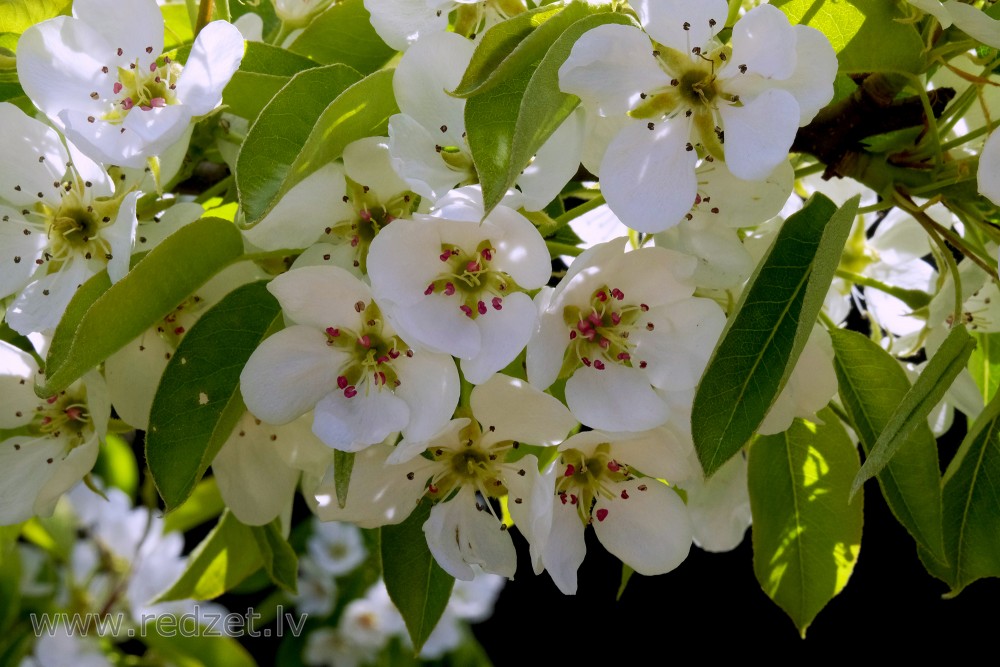 Flowering Pear 