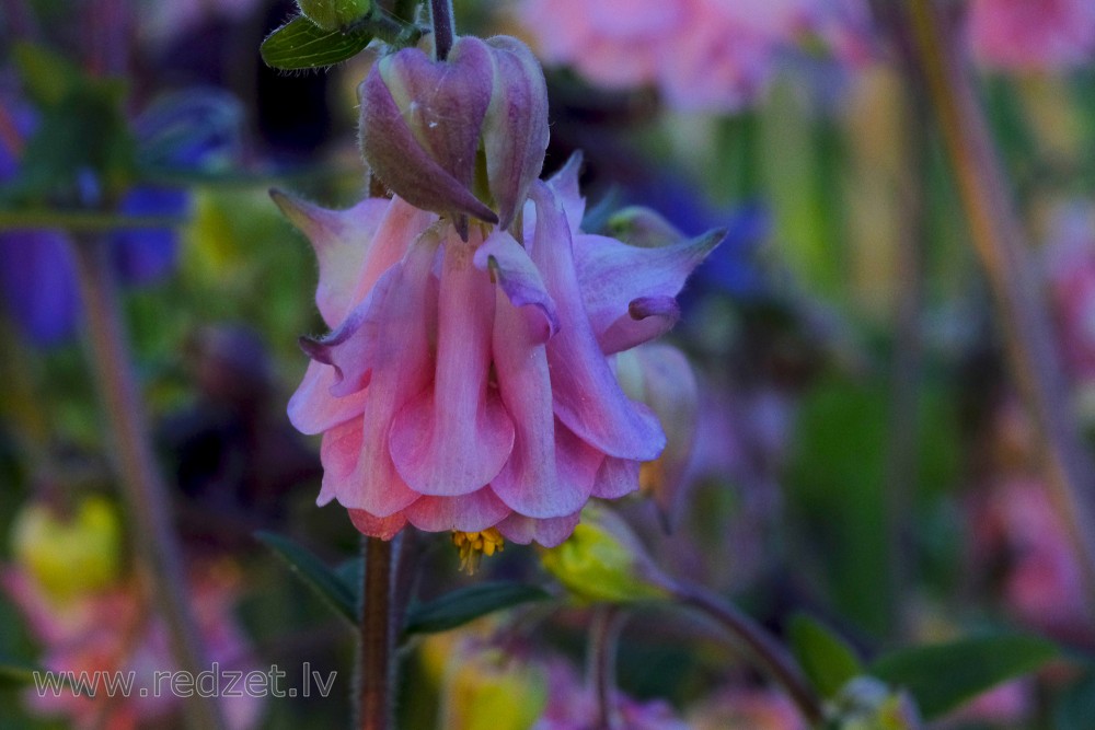 Columbine Flowers