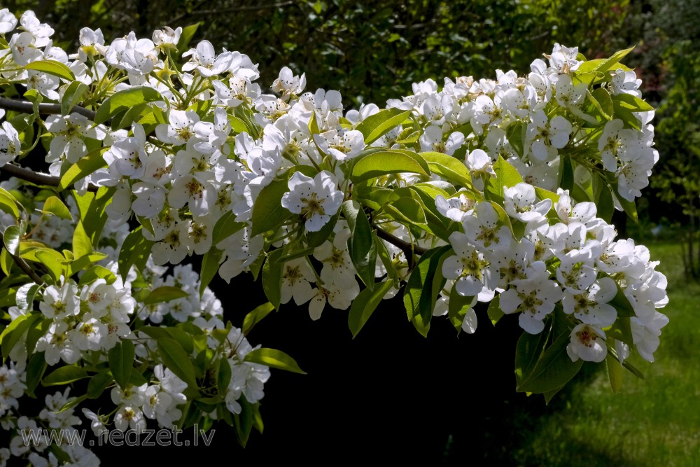 Flowering Pear Branch