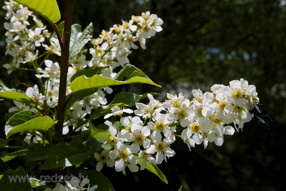 Blooming Bird Cherry Branch