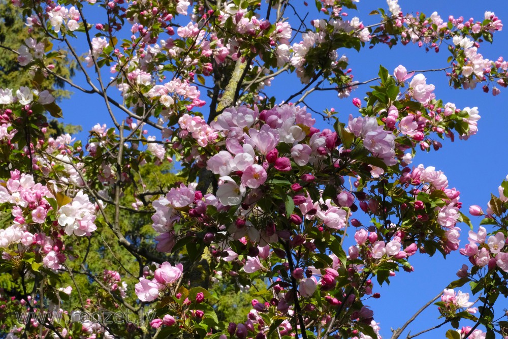 Ornamental Apple Tree in Vermanes Garden, Riga