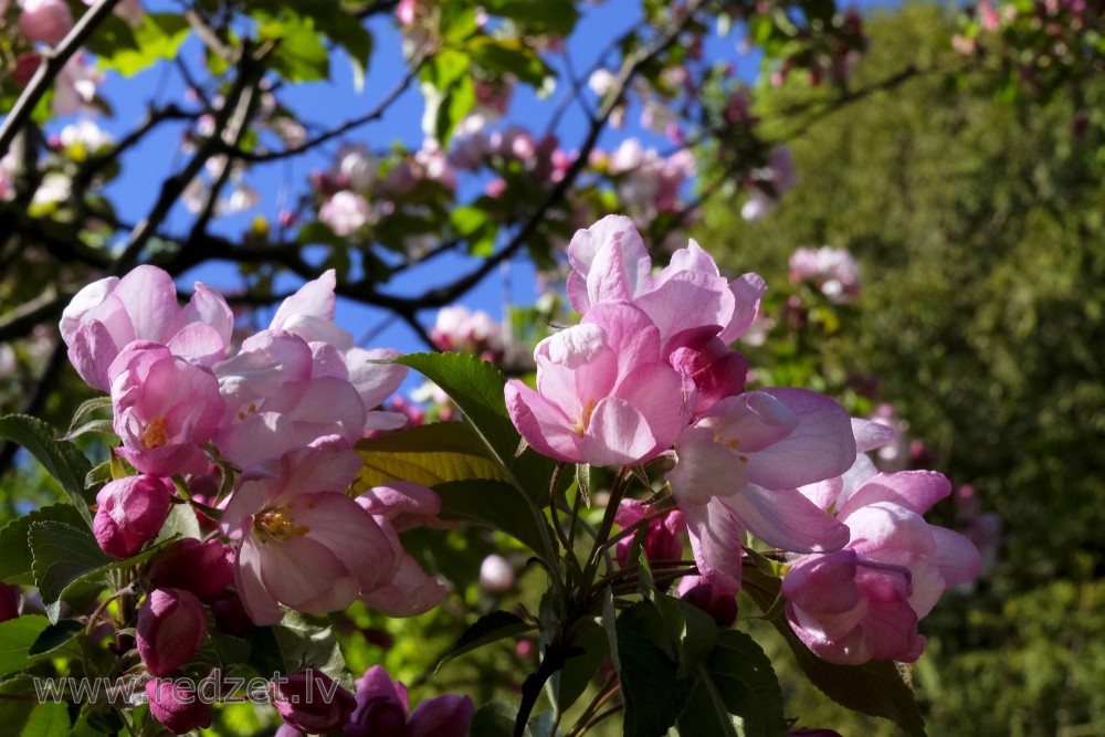 Flowers of Ornamental Apple Tree 