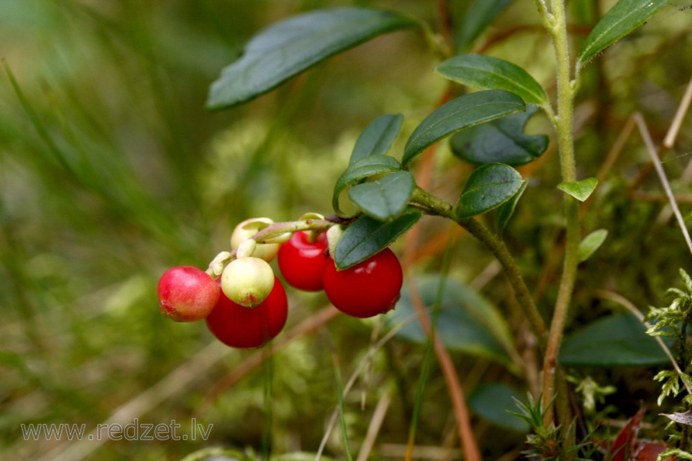 Lingonberry, Mountain cranberry or Cowberry