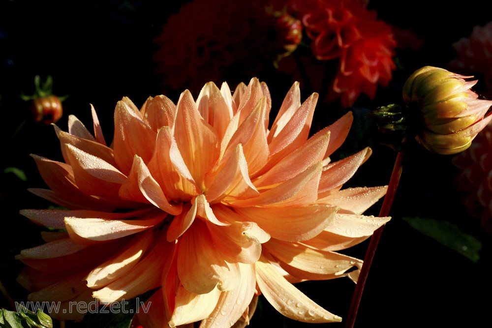 Dahlia flower with water drops