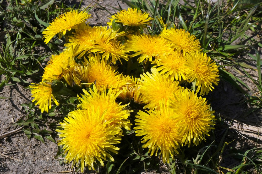 Growing Dandelion Bouquet