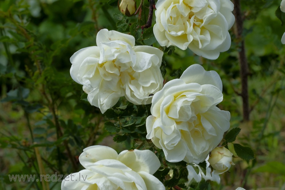 Balti maijrozītes ziedi