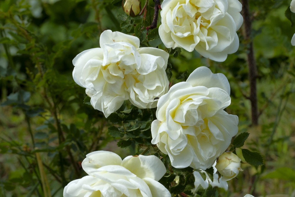 Balti maijrozītes ziedi