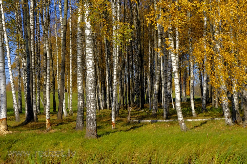 Birch in Autumn