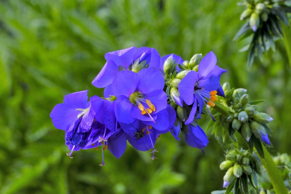 Jacob's-ladder or Greek valerian