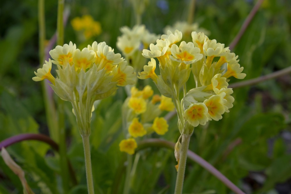 Cowslip Primrose