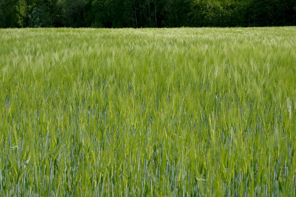 Rye (Secale cereale)