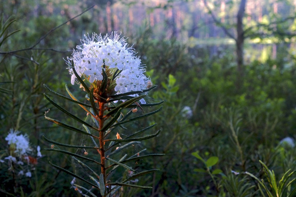 Northern Labrador tea