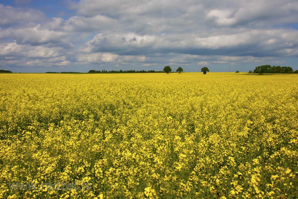 Landscape with grainfields