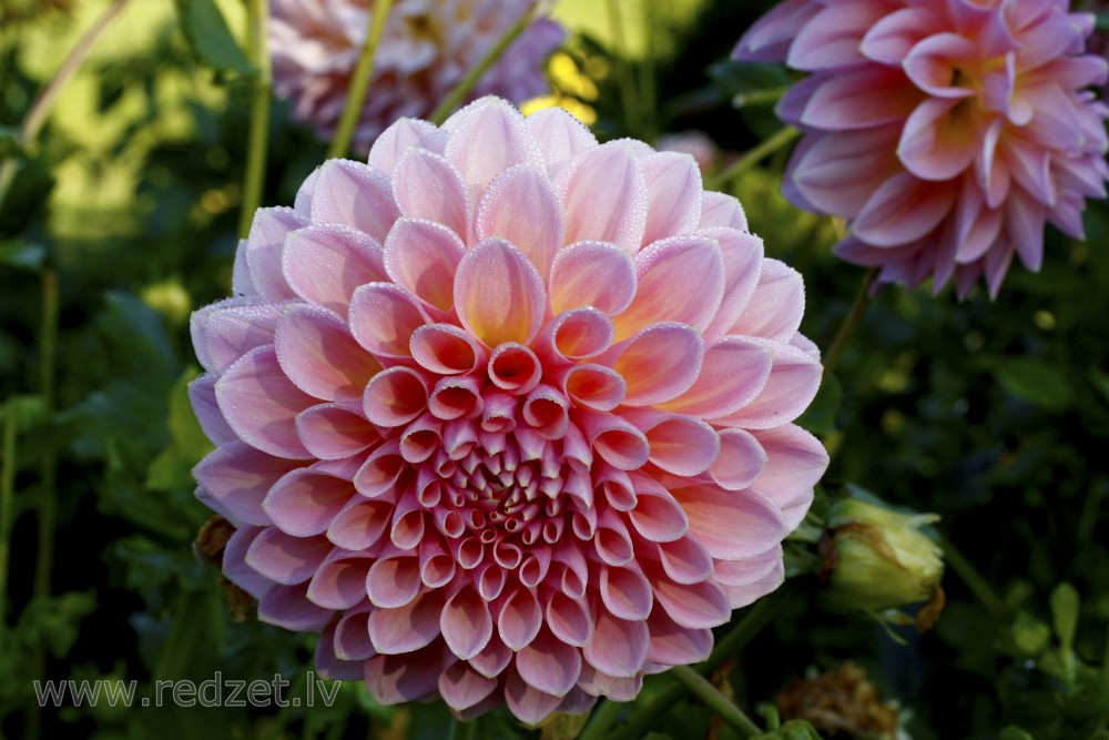 Dahlia flower with water drops