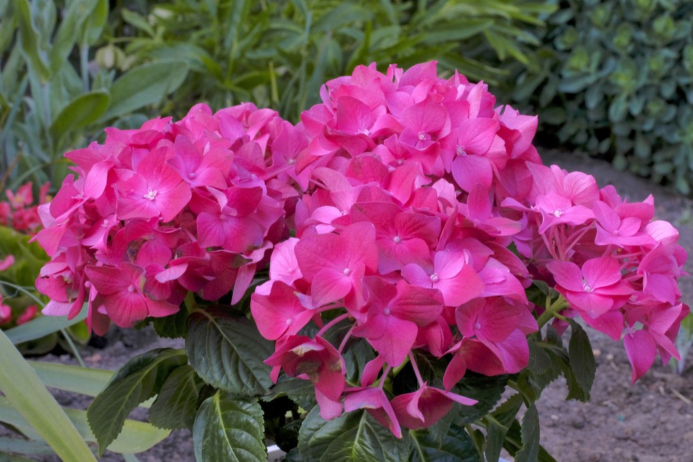 Liellapu hortenzija (rozā)