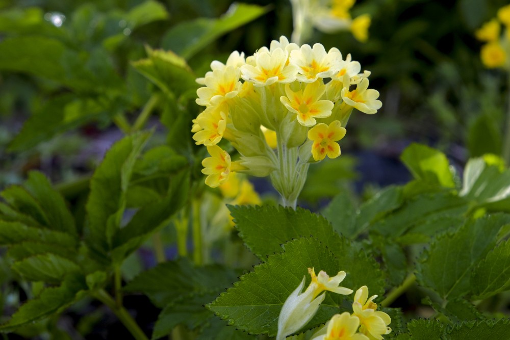 Cowslip Primrose