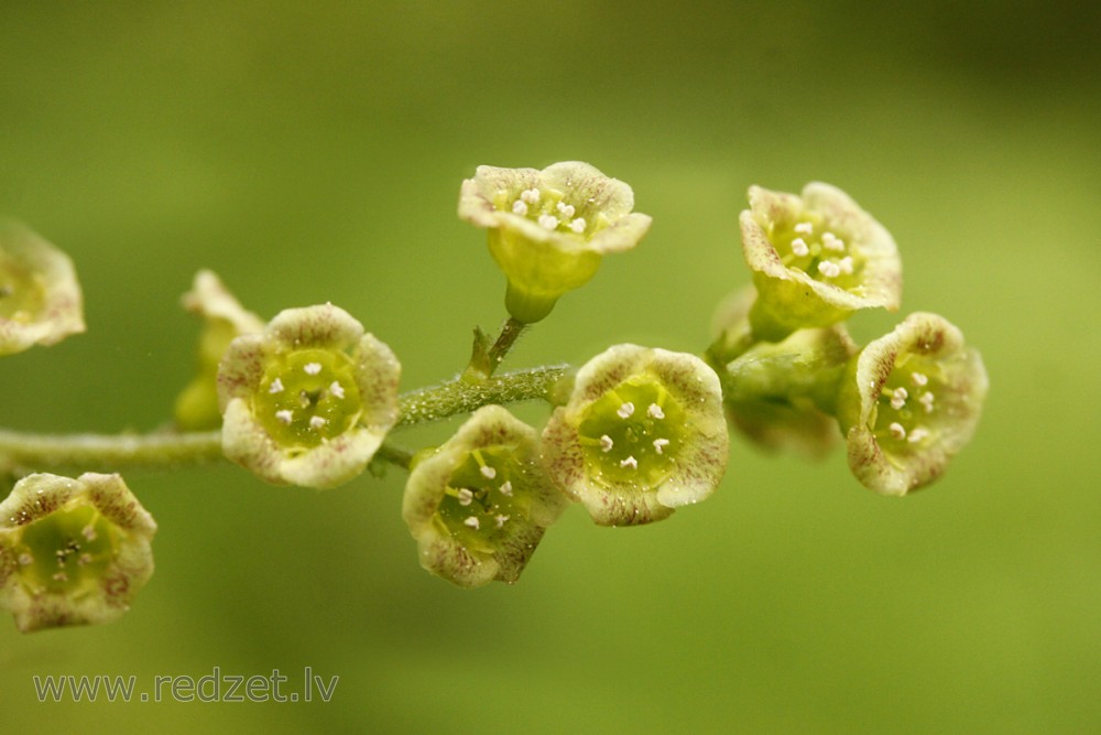 Redcurrant
