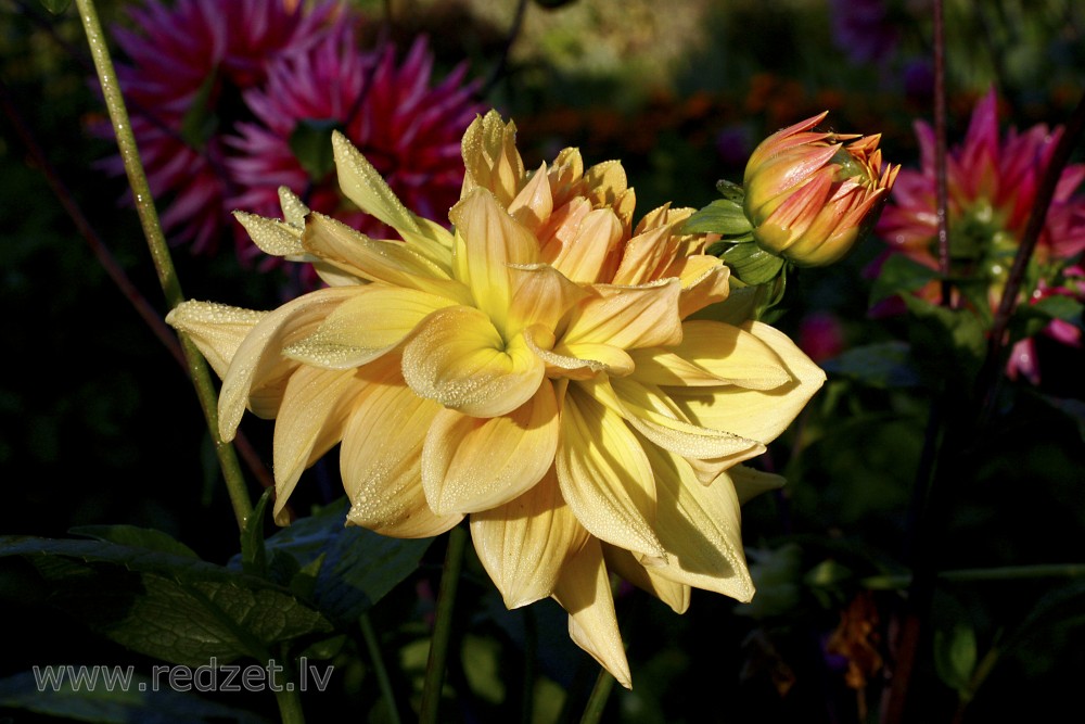 Dahlia flower with water drops