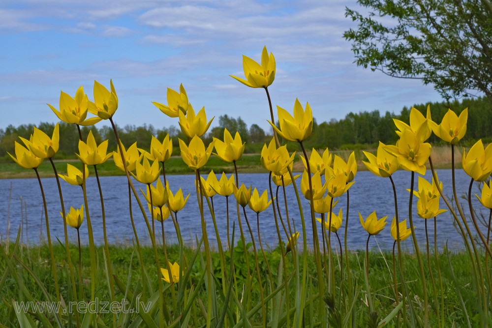 Woodland Tulips in Lielupe Floodland Meadows