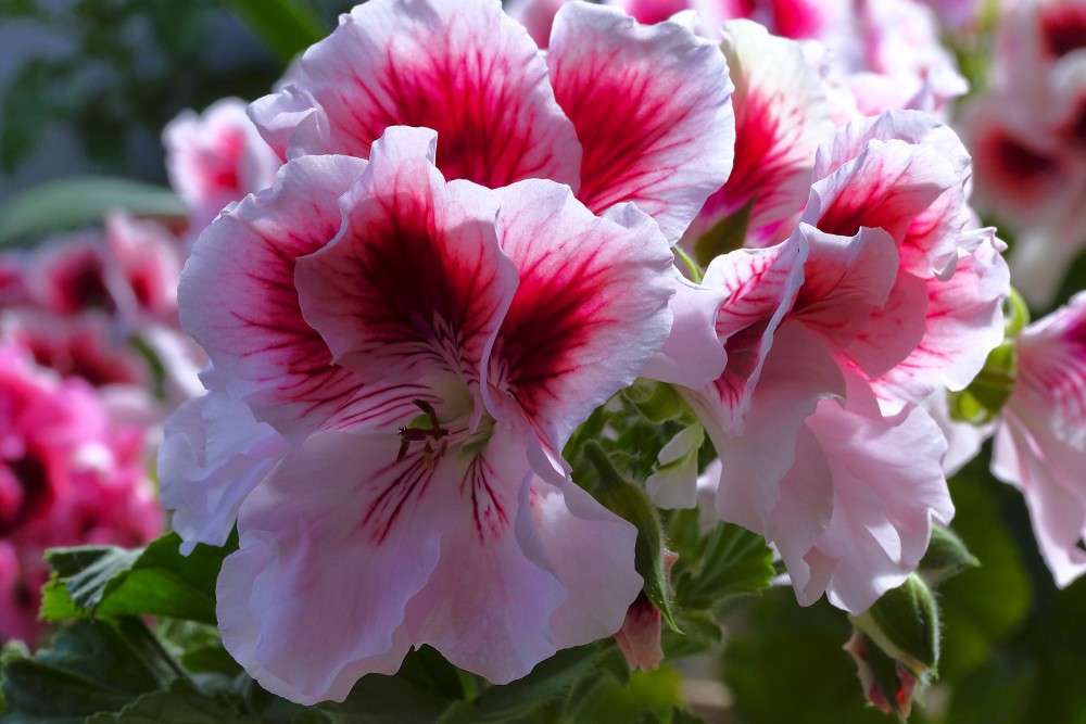 Lielziedu pelargonija