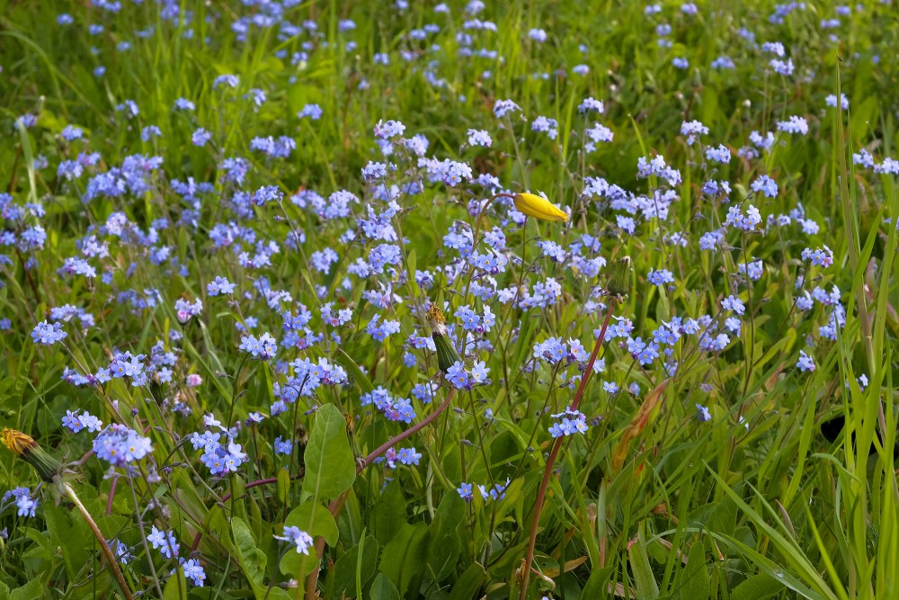 Wood Forget-me-not