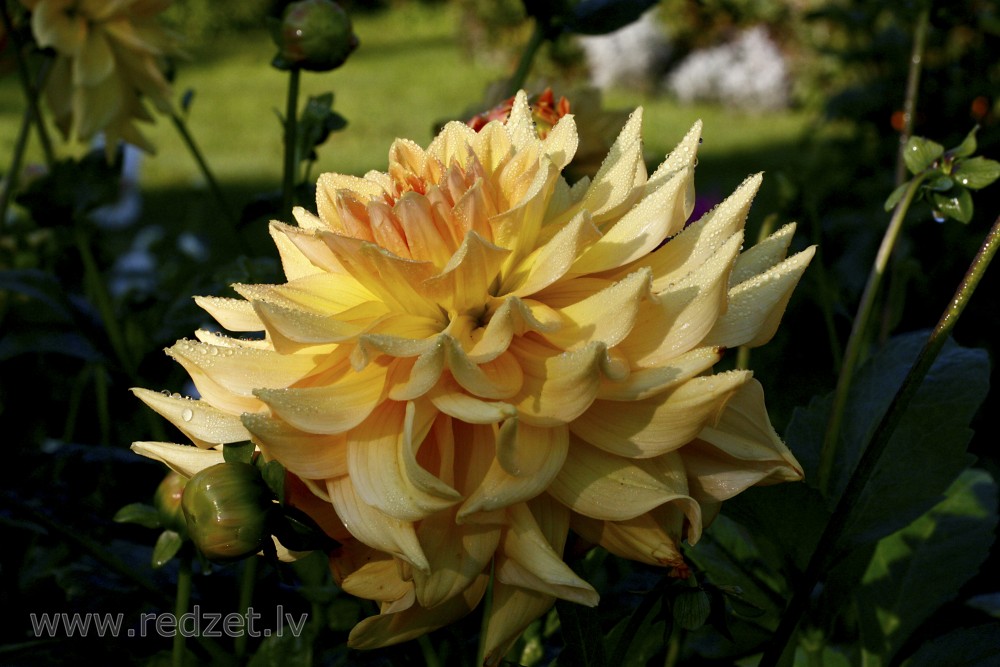 Dahlia flower with water drops