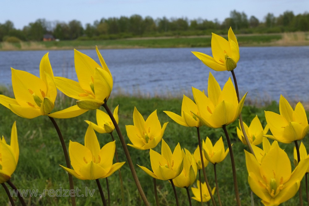 Woodland Tulips in Lielupe Floodland Meadows