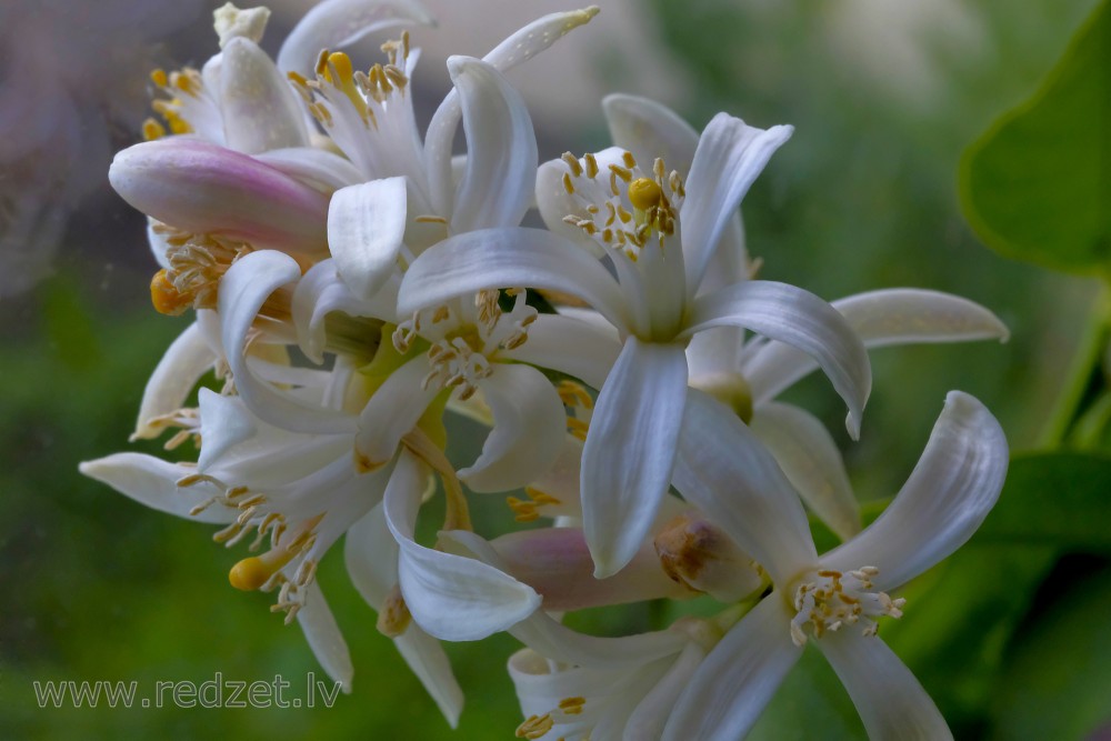 Lemon blossoms