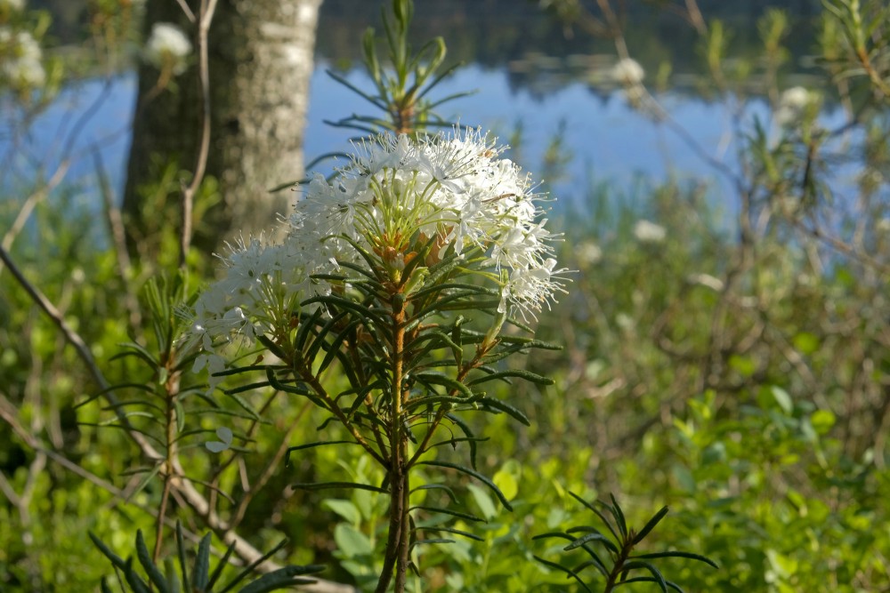 Purva vaivariņaš tuvplānā