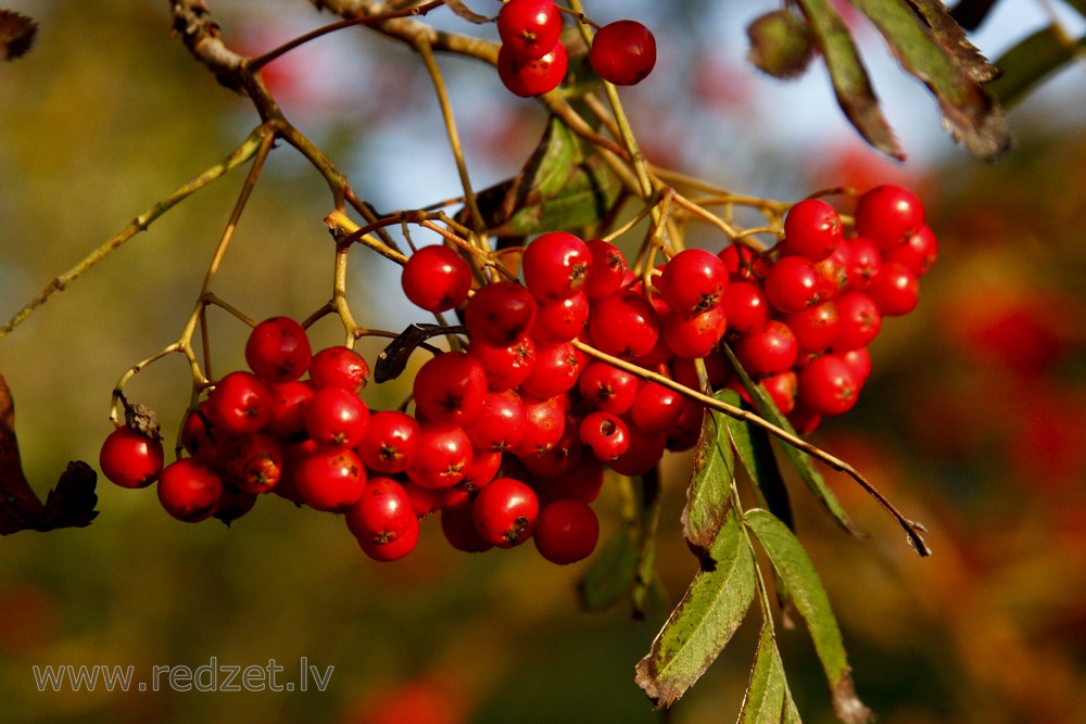 Parastā pīlādža ogas