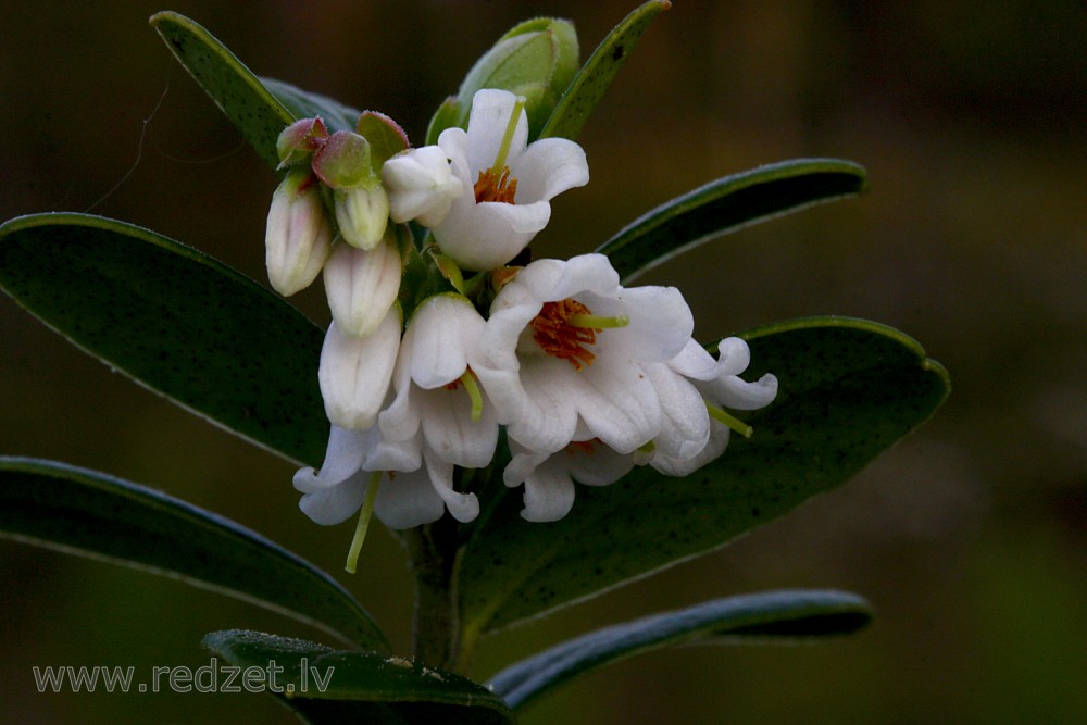 Lingonberry Flowers