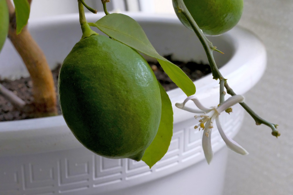 Mājas citronkoka auglis - citrons Mājas citronkoka auglis - citrons