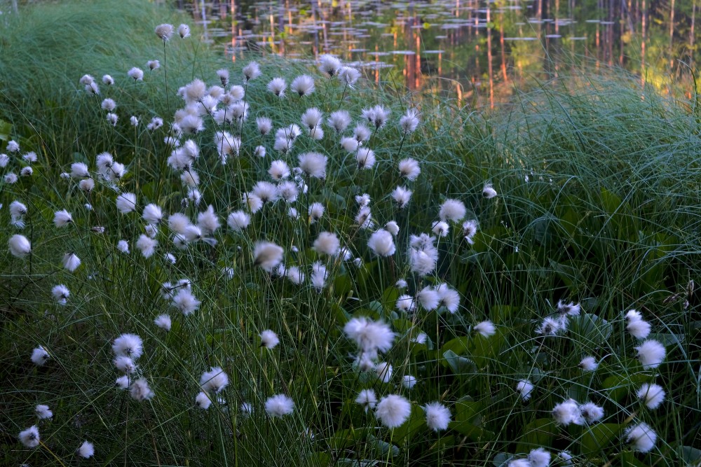 Spilve (Eriophorum) Spilve (Eriophorum)