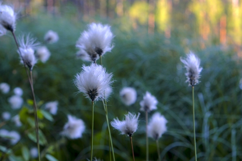 Spilves tuvplāns Spilves tuvplāns